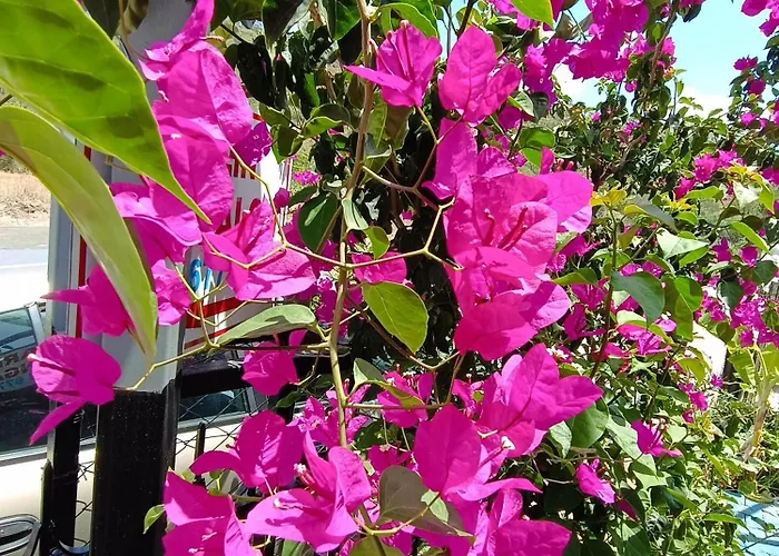 בית נופש Arlin *