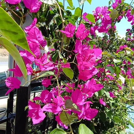 Dom wakacyjny Arlin *